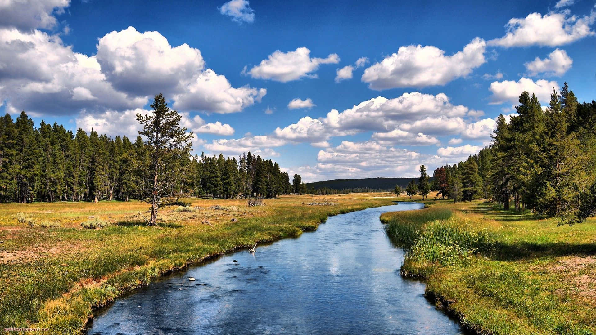Yellowstone River, meadow, pine forests, Full HD Desktop Wallpaper