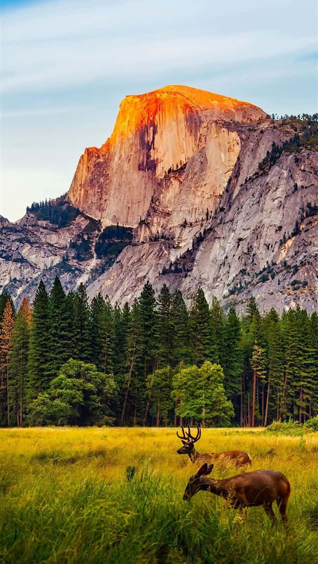 Yellowstone National Park, geysers, sunlit meadow, SD Phone Wallpaper