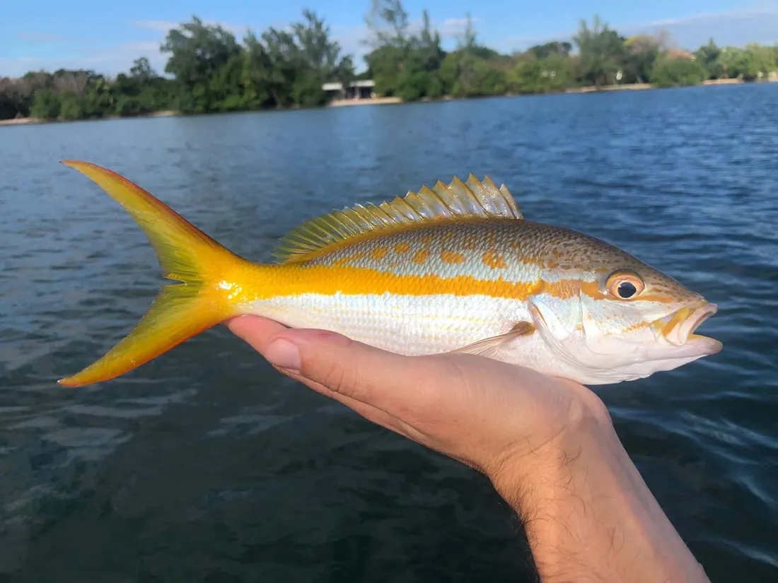 Yellowtail Snapper
