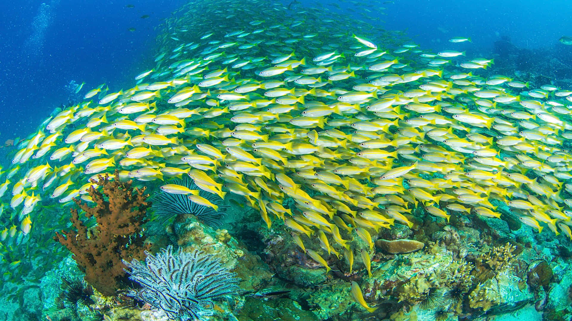 Yellowtail Snapper, school of yellow fish, vibrant coral reef, Full HD Desktop Wallpaper