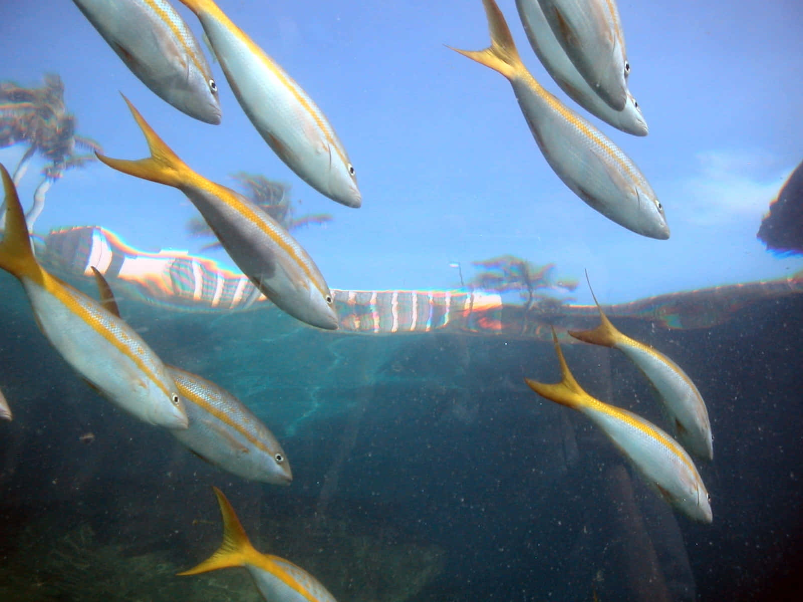 Yellowtail Snapper, silver fish, yellow tails, HD Desktop Wallpaper