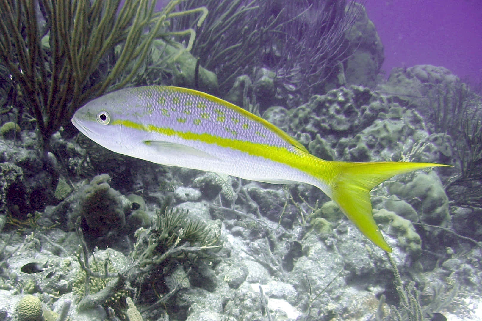 Yellowtail Snapper, coral reef, purple-hued water, HD Desktop Wallpaper
