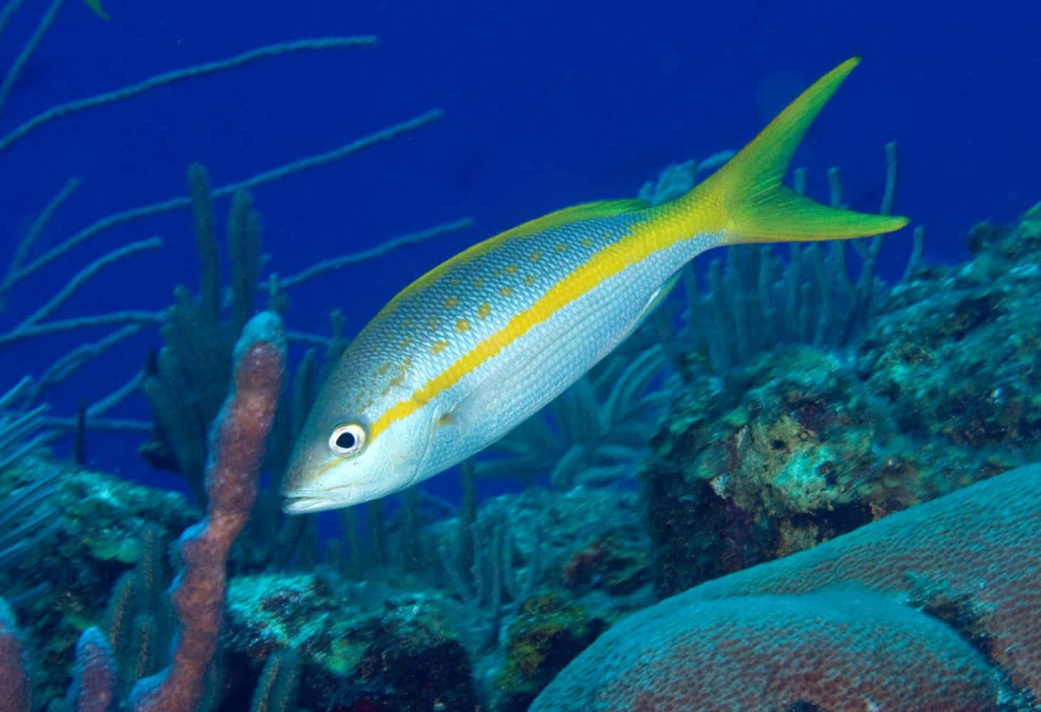 Yellowtail Snapper, colorful coral reef, deep blue ocean waters, HD Desktop Wallpaper