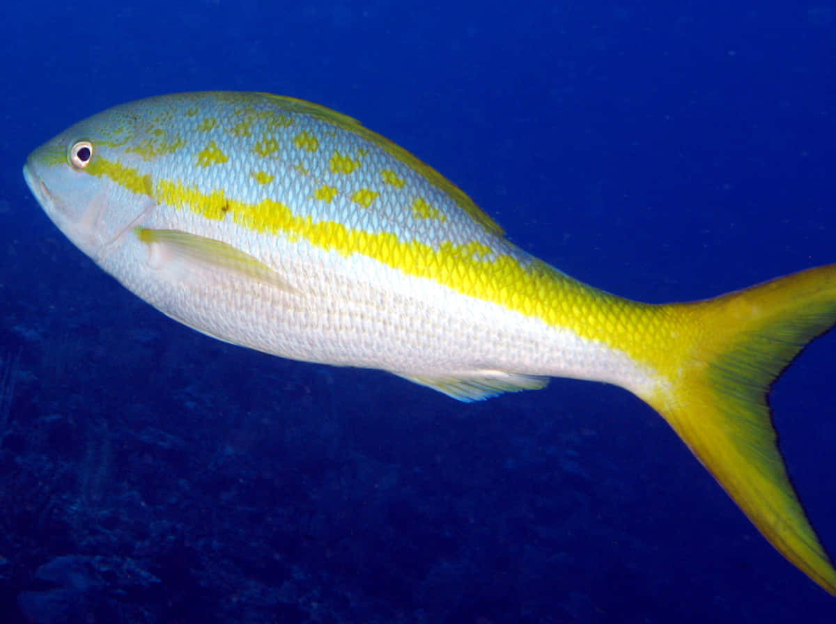 Yellowtail Snapper, coral reefs, deep blue ocean waters, SD Desktop Wallpaper