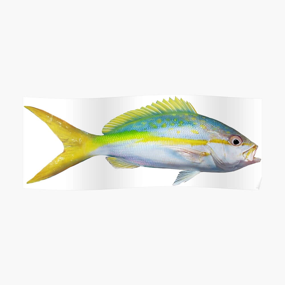 Yellowtail Snapper, blue-green stripes, yellow fins, SD Desktop Wallpaper