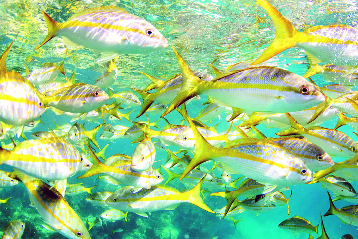 Yellowtail Snapper, school, underwater, SD Desktop Wallpaper