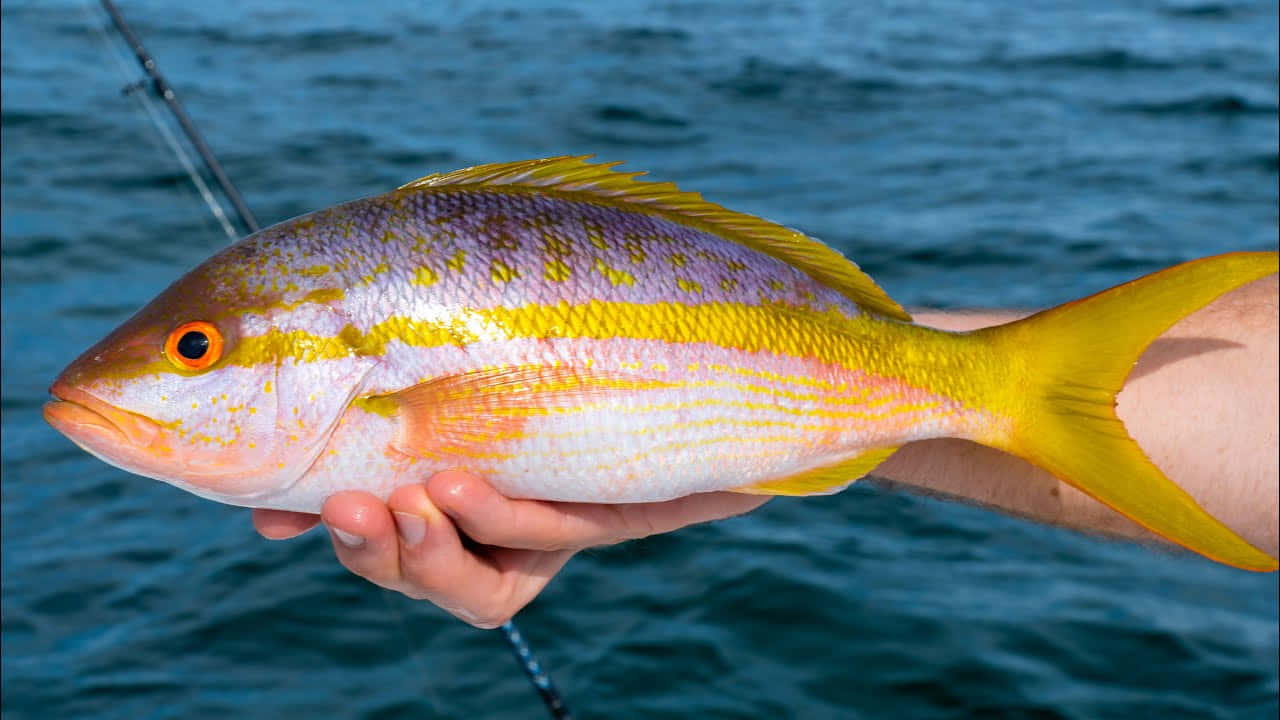 Yellowtail Snapper, vibrant yellow, purple fish, HD Desktop Wallpaper