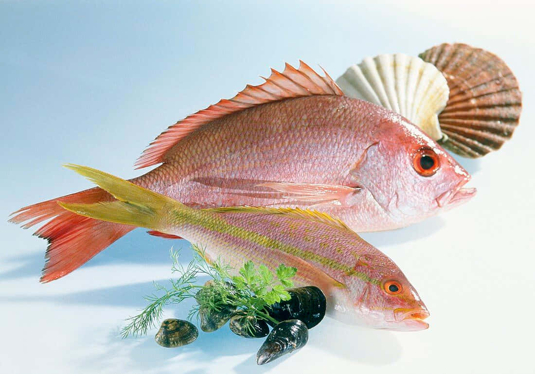 Yellowtail Snapper, red fish, yellow tails, SD Desktop Wallpaper