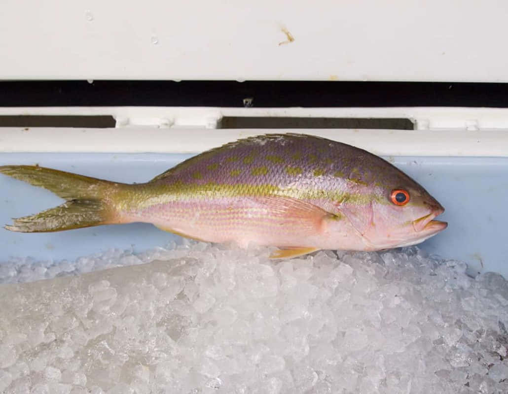 Yellowtail Snapper, pinkish scales, red eye, SD Desktop Wallpaper