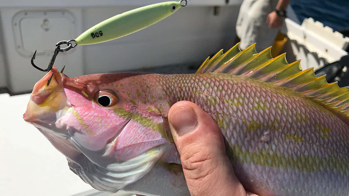 Yellowtail Snapper, pink and yellow fish, green lure, SD Desktop Wallpaper