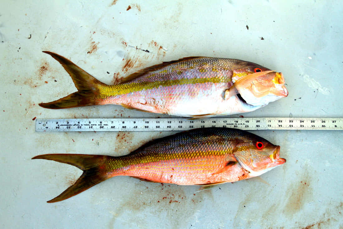 Yellowtail Snapper, pinkish scales, red eyes, SD Desktop Wallpaper