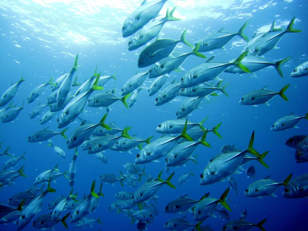 Yellowtail Snapper, silver fish, bright green tails, SD Desktop Wallpaper
