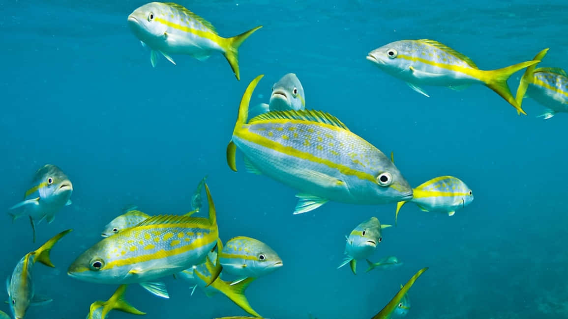 yellowtail snapper, school, clear turquoise ocean water, SD Desktop Wallpaper