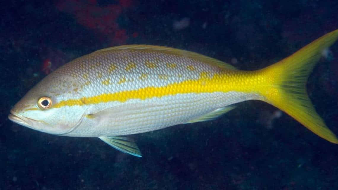 Yellowtail Snapper, vibrant yellow-striped fish, deep blue ocean waters, SD Desktop Wallpaper