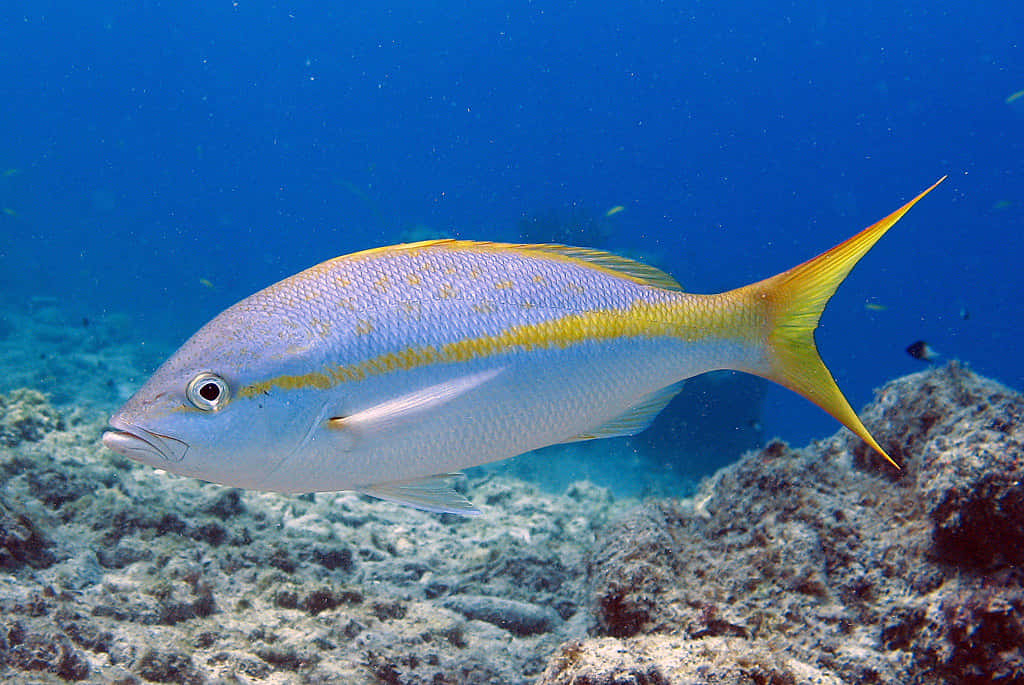 yellowtail snapper, sunlit coral reef, crystal clear blue ocean waters, SD Desktop Wallpaper