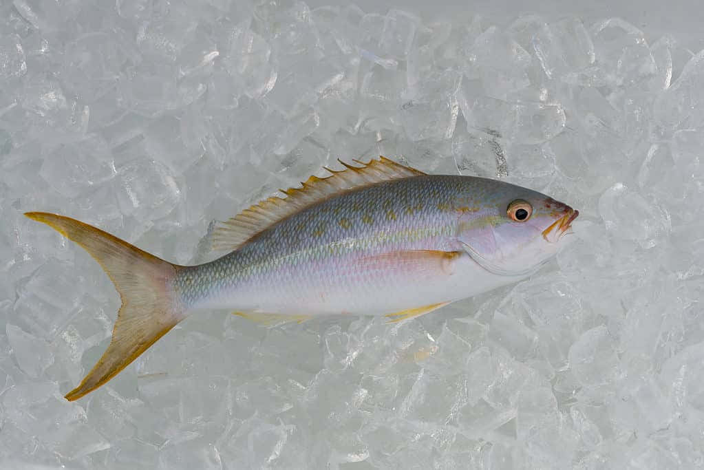 Yellowtail Snapper, silver and yellow hues, clear crushed ice, SD Desktop Wallpaper