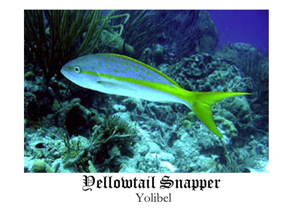 Yellowtail Snapper, coral reef, deep blue ocean light, SD Desktop Wallpaper