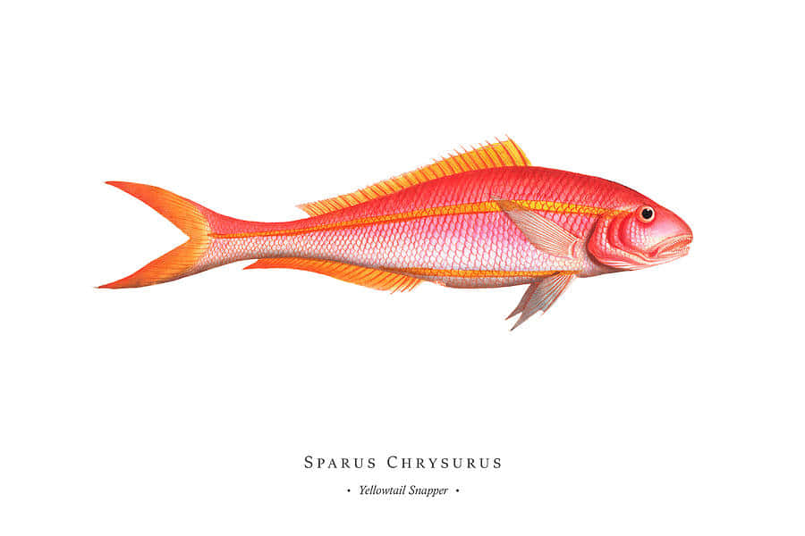 Yellowtail Snapper, pinkish-red body, orange fins, SD Desktop Wallpaper
