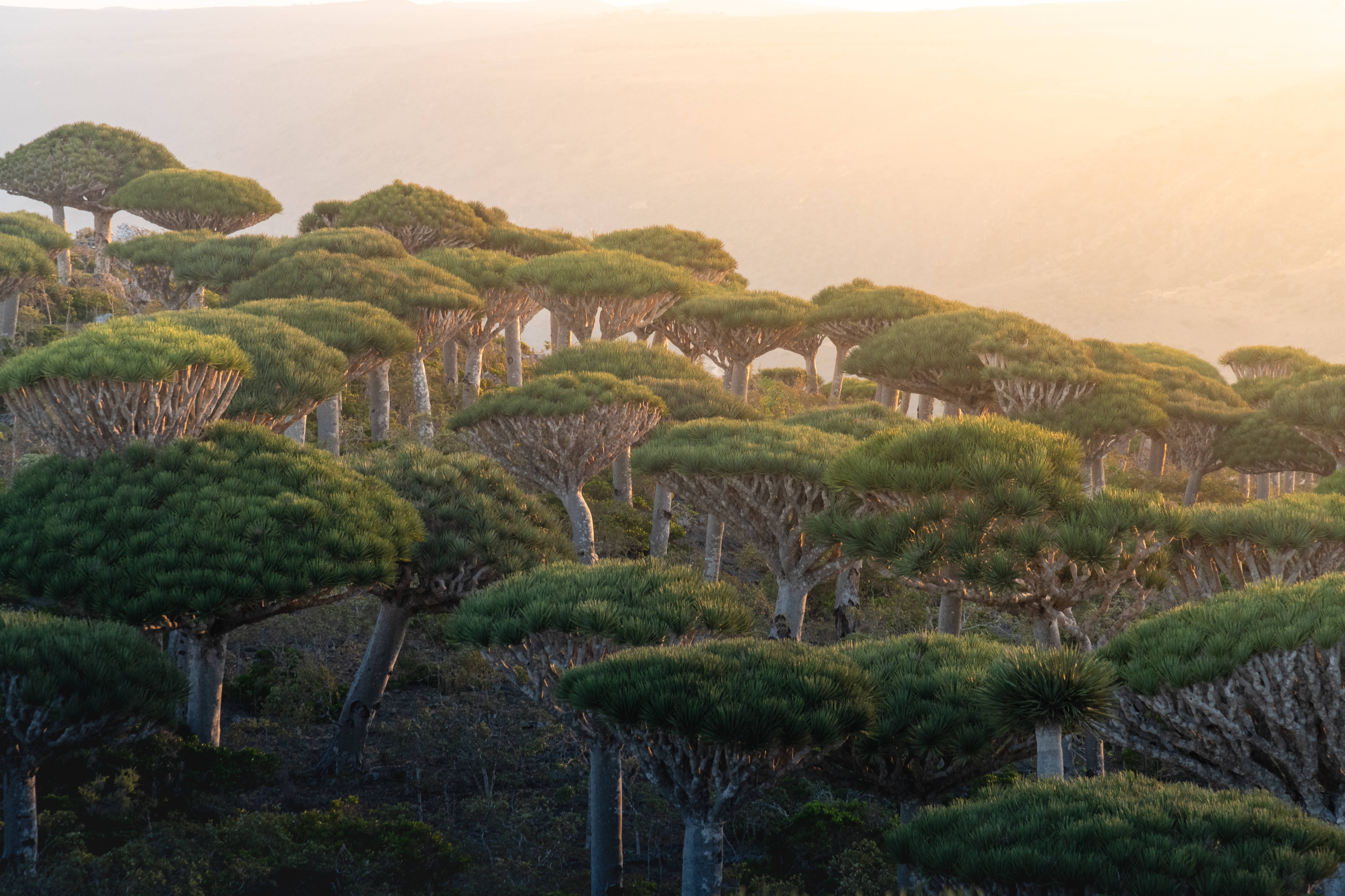 Yemen, dragon tree forest, misty hillside, 8K Desktop Wallpaper