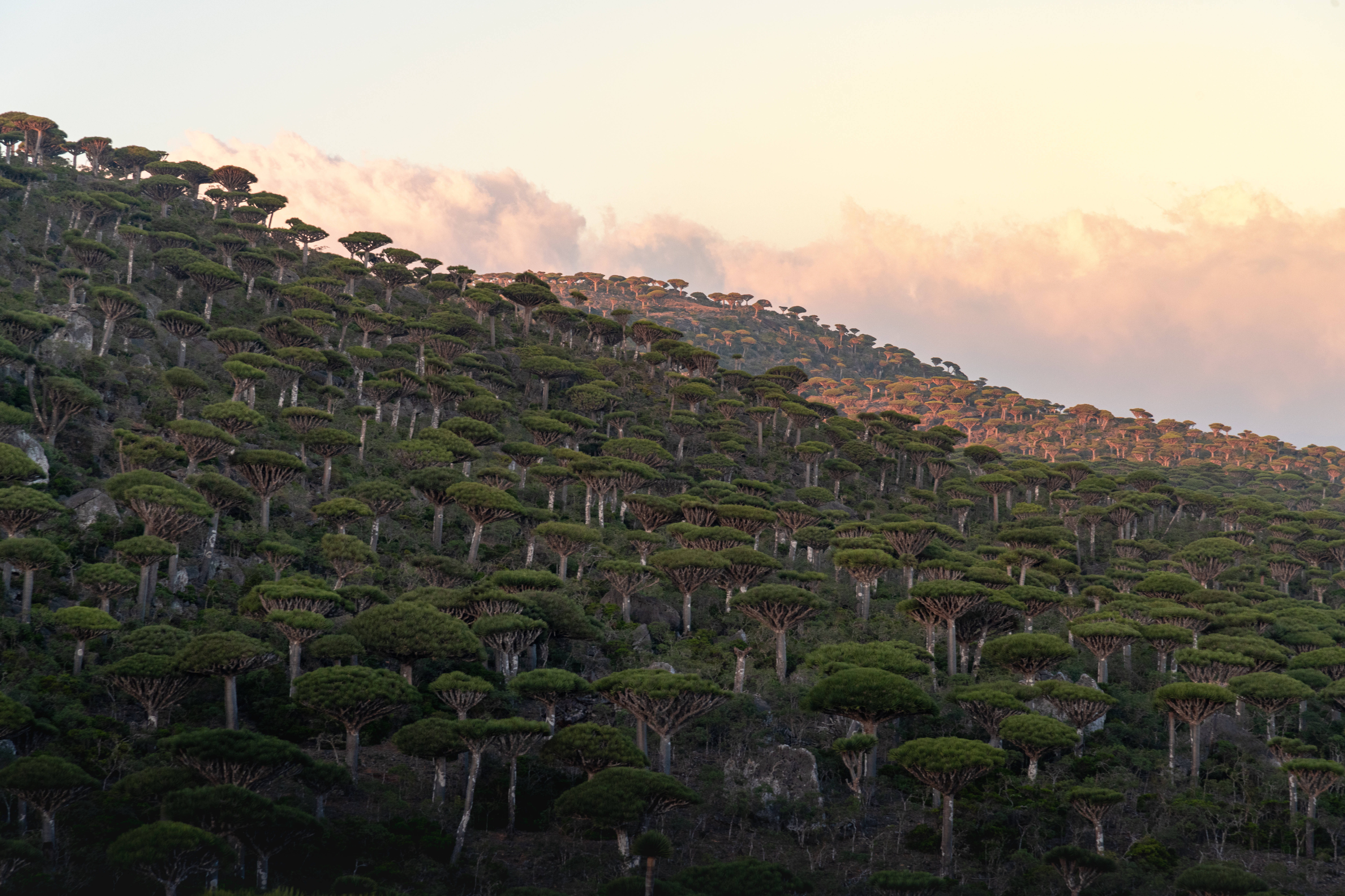 Yemen, dragon blood tree, golden sunset, 8K Desktop Wallpaper