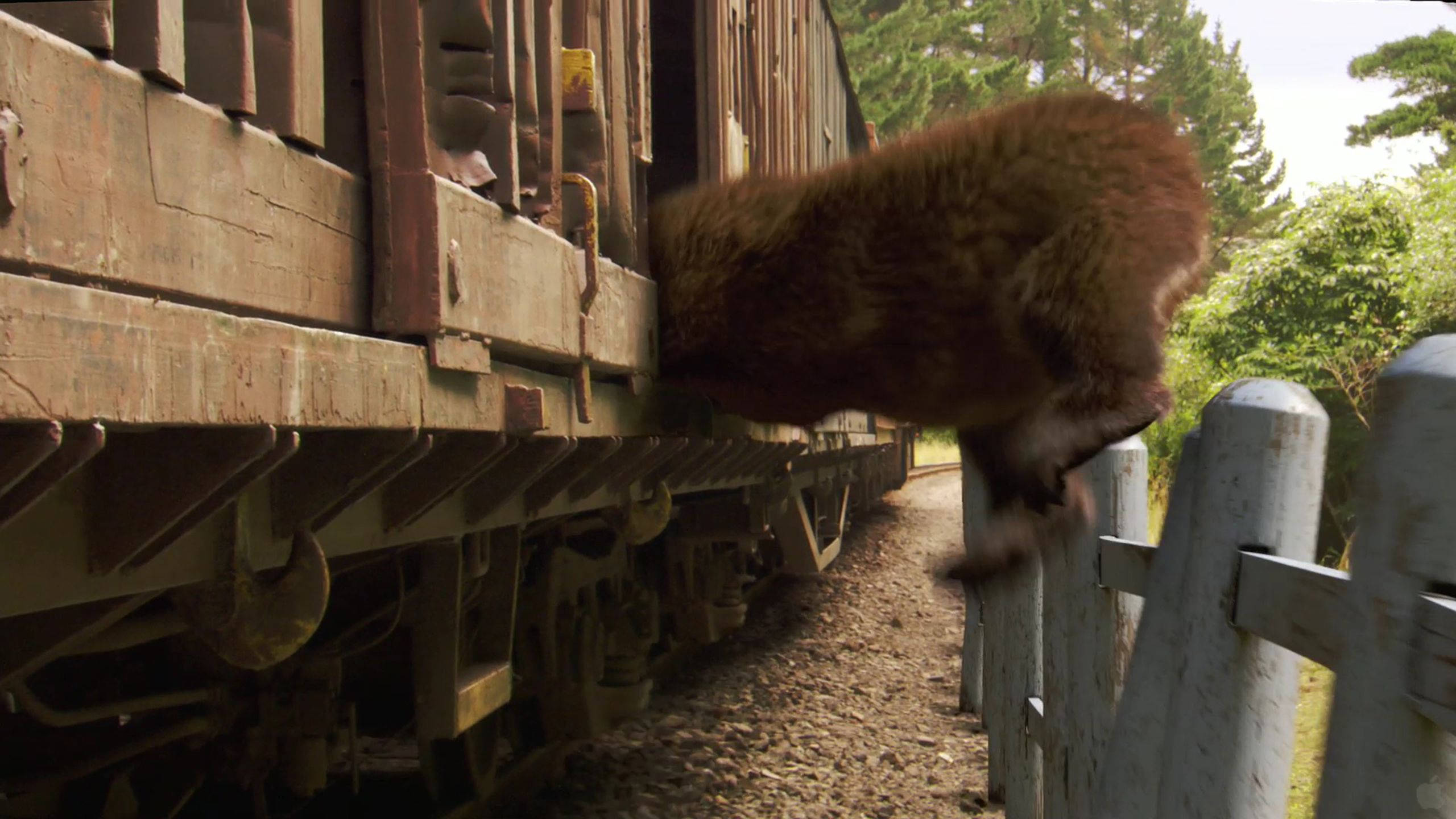 Yogi Bear, train car, fence, 2K Desktop Wallpaper