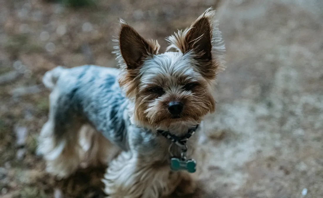 Yorkie Puppies