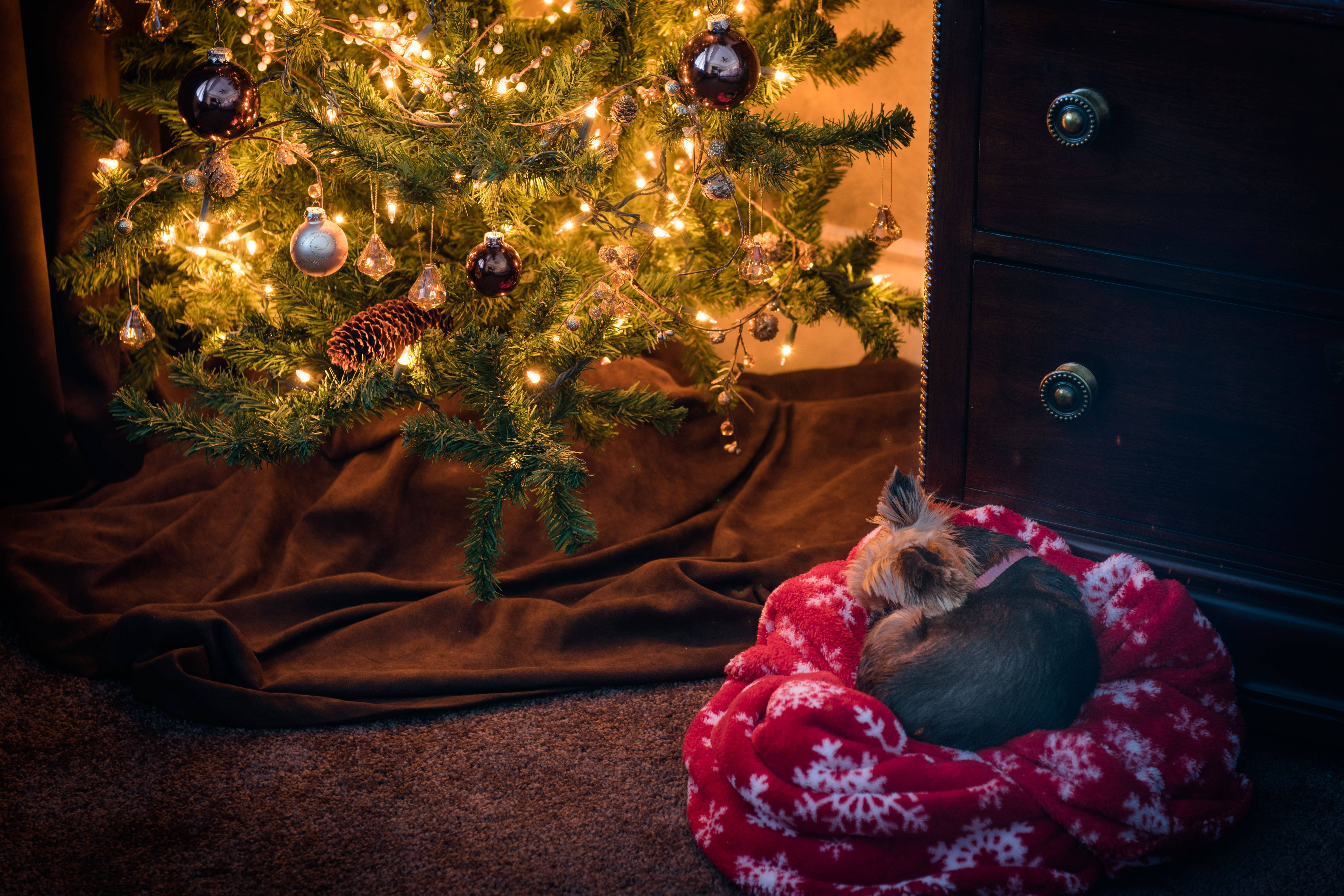Yorkshire terrier, red snowflake blanket, Christmas tree, 5K Desktop Wallpaper