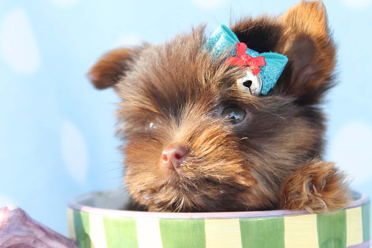 teacup yorkie, brown puppy, blue and red bow, HD Desktop Wallpaper