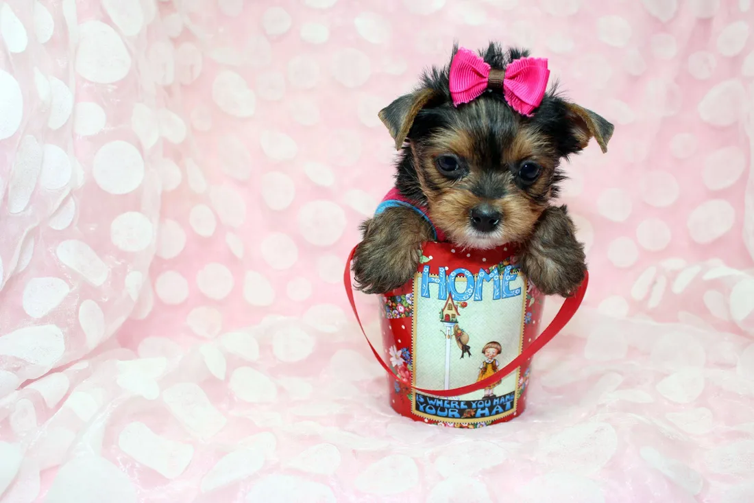 Yorkie Wallpapers
