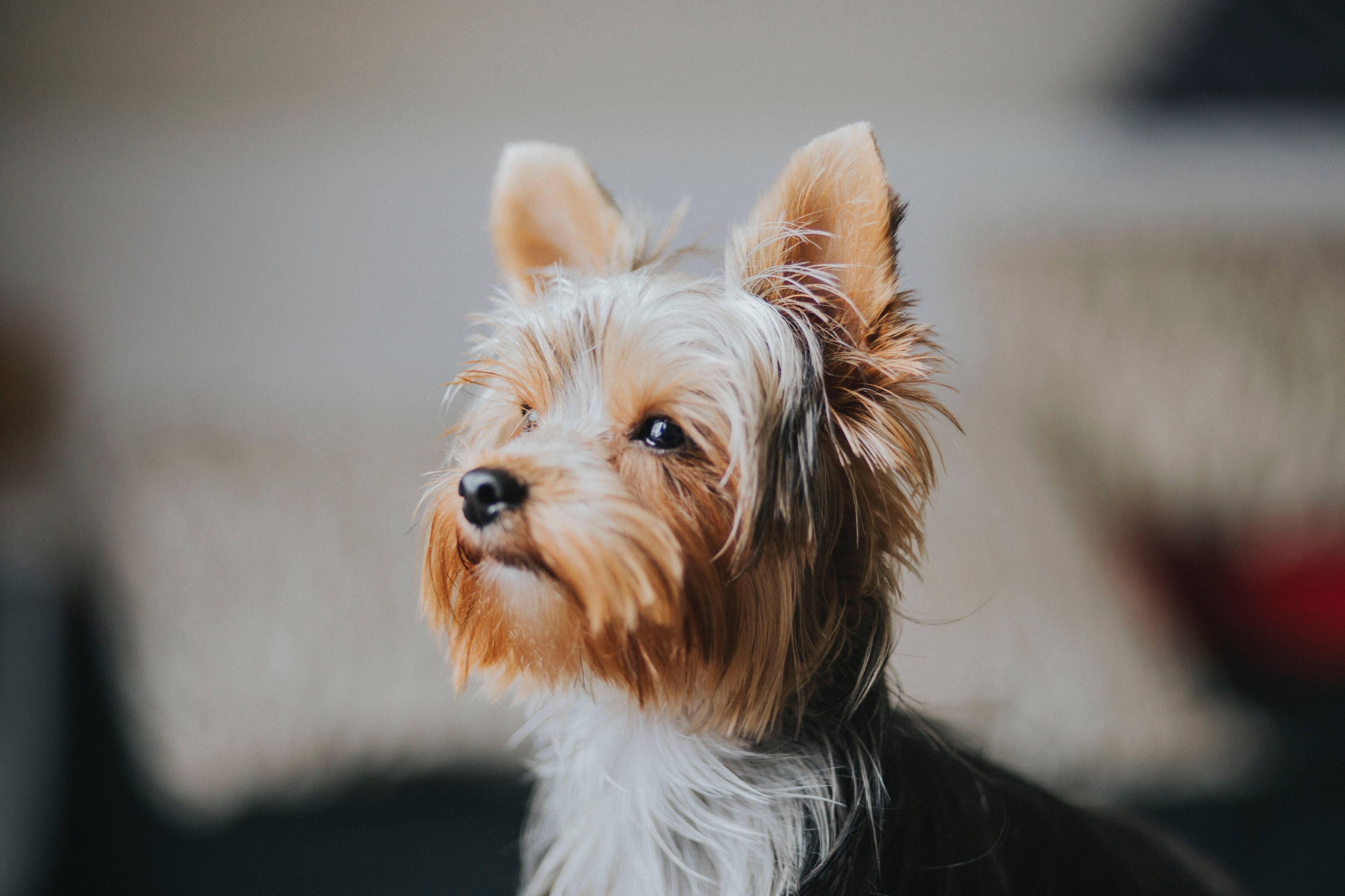 Yorkshire terrier, fluffy tan and white fur, bright eyes, 5K Desktop Wallpaper