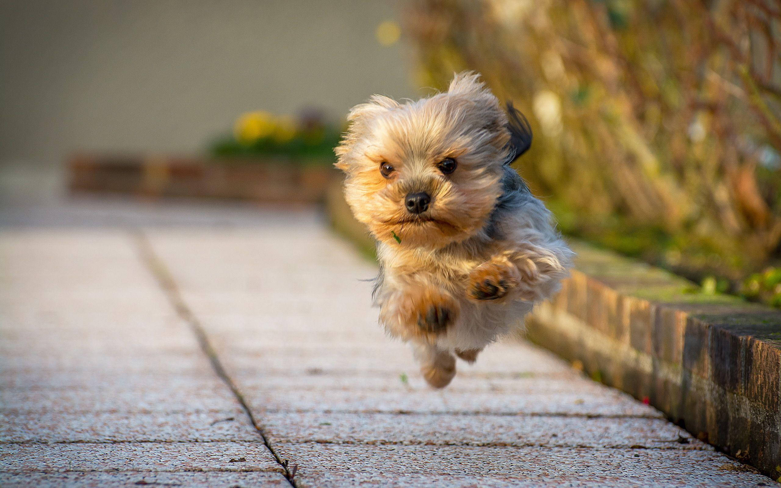 Yorkshire Terrier puppy, sunlit stone path, blurred autumn foliage, 2K Desktop Wallpaper