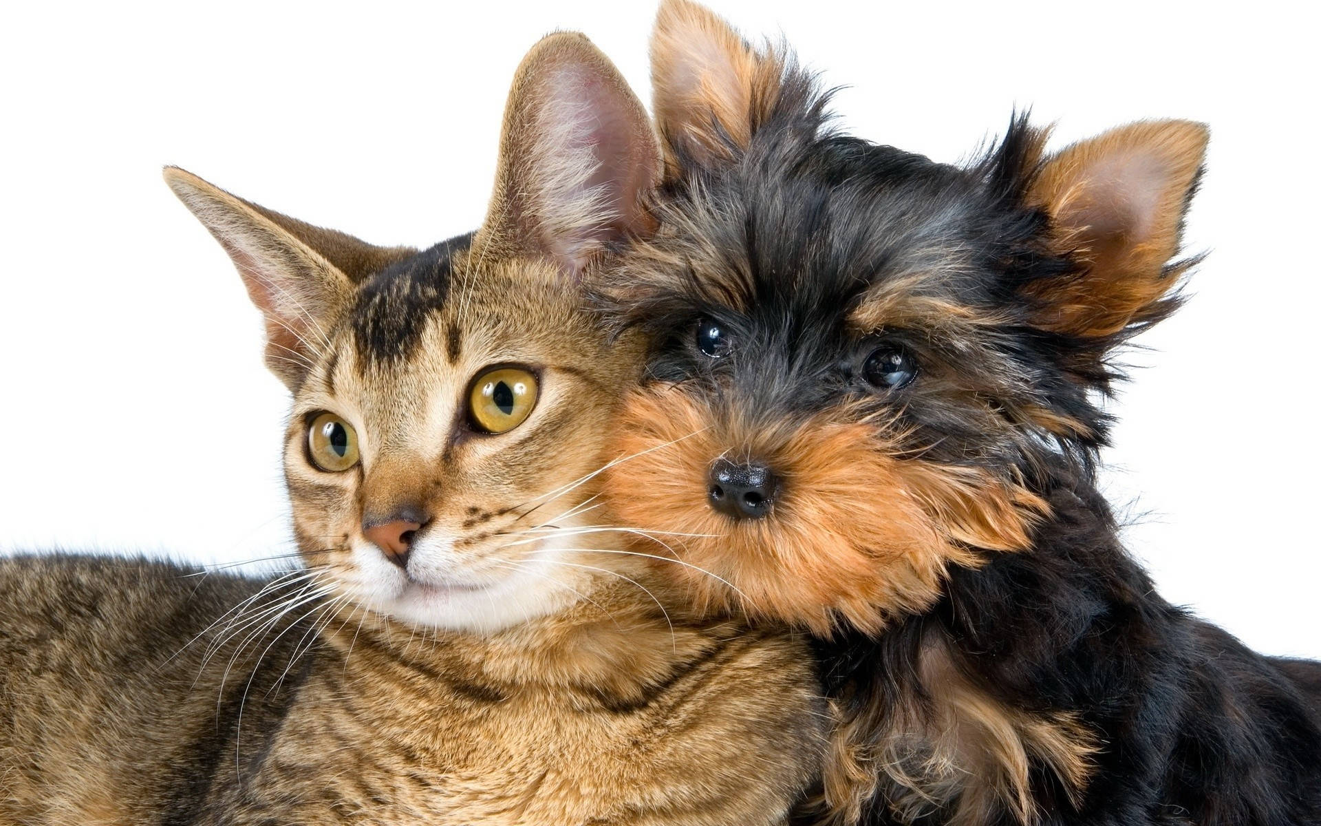 Yorkshire terrier, tabby cat, stark white background, Full HD Desktop Wallpaper