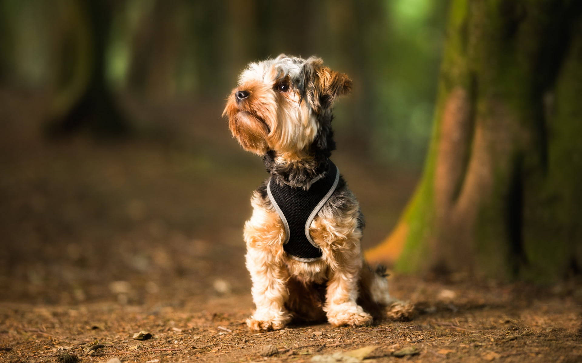 Yorkshire terrier, black harness, forest trail, Full HD Desktop Wallpaper