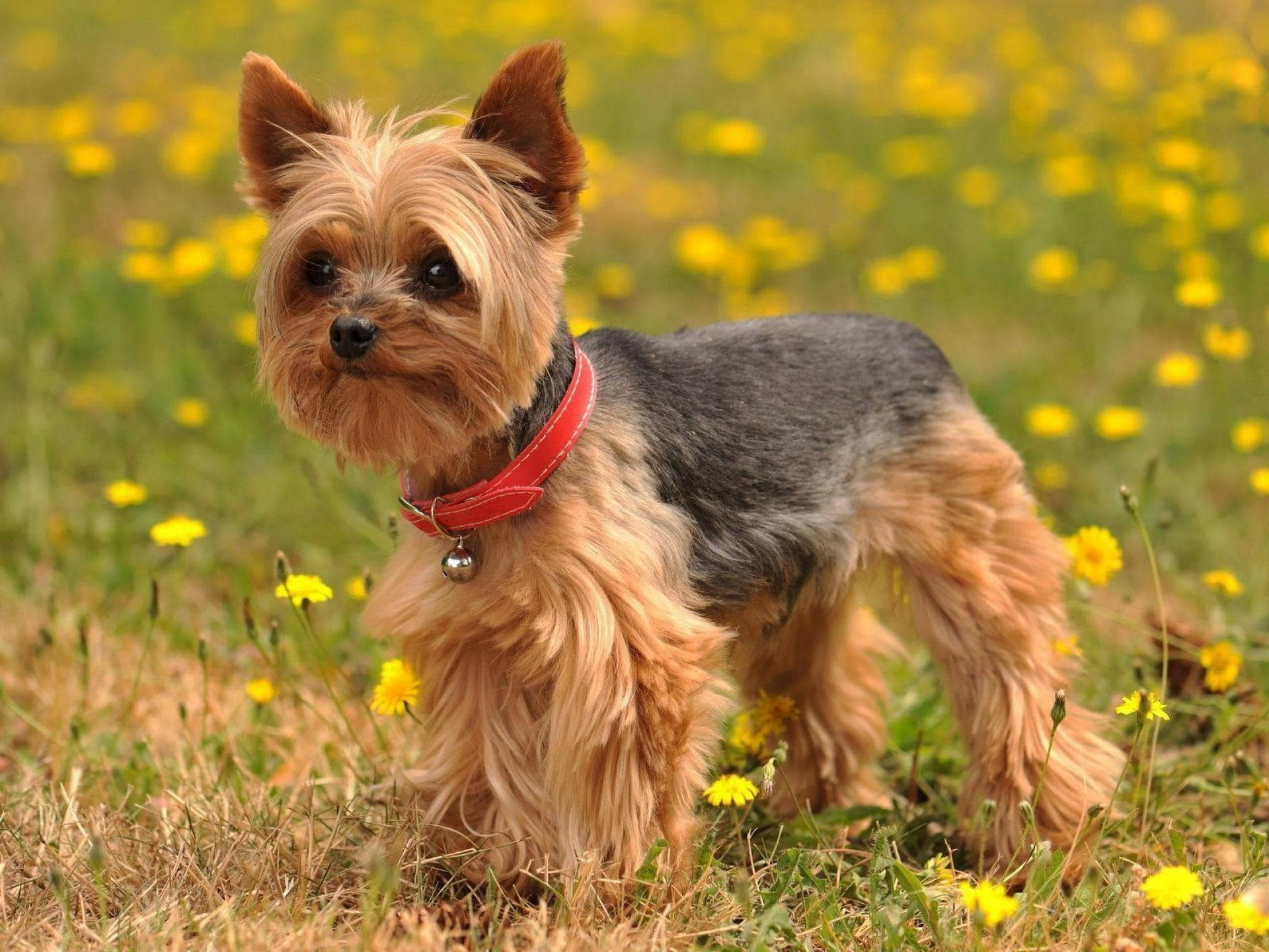 Yorkshire terrier, tan and grey fur, yellow dandelions, Full HD Desktop Wallpaper