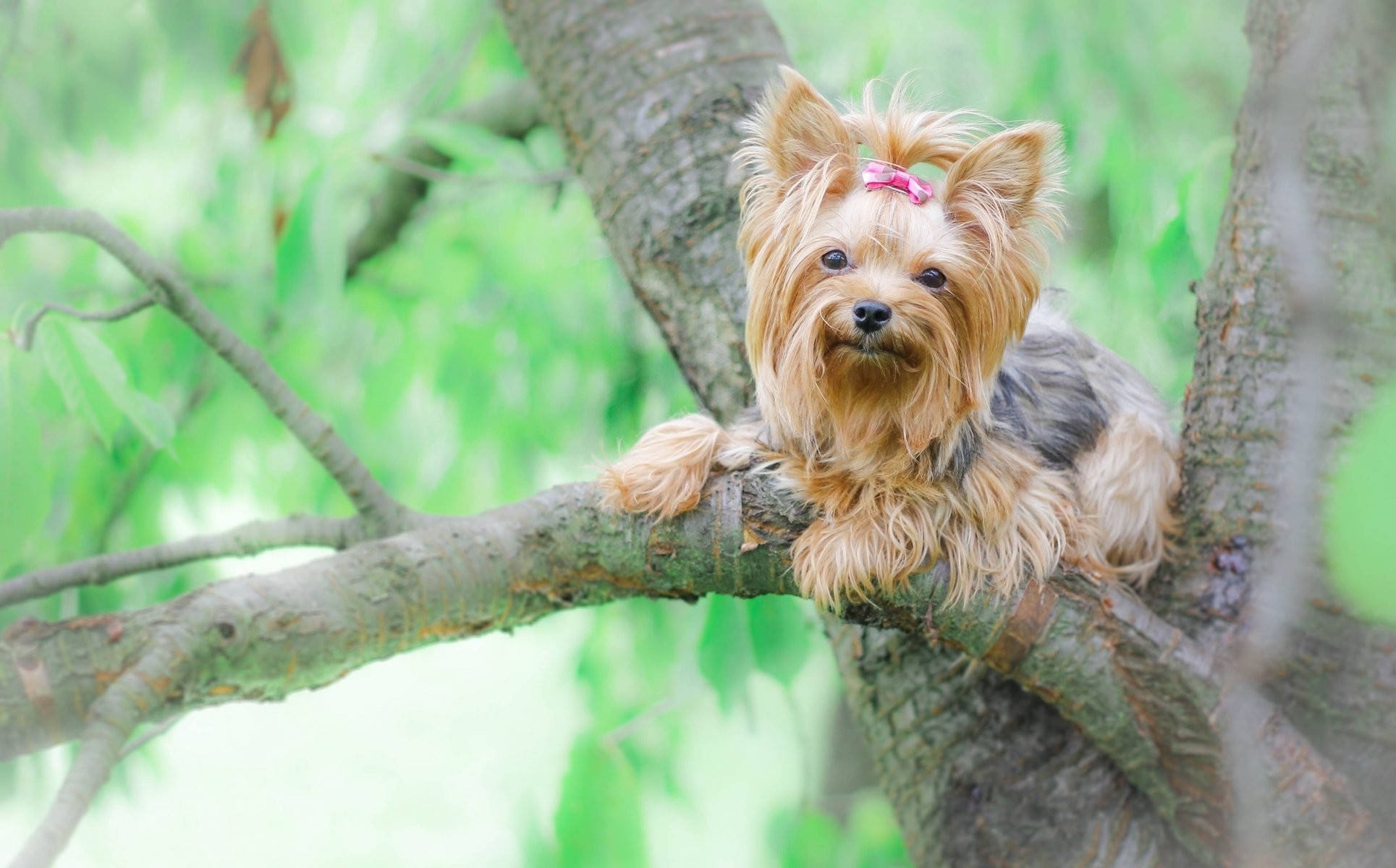 Yorkshire terrier, pink bow, tree branch, Full HD Desktop Wallpaper