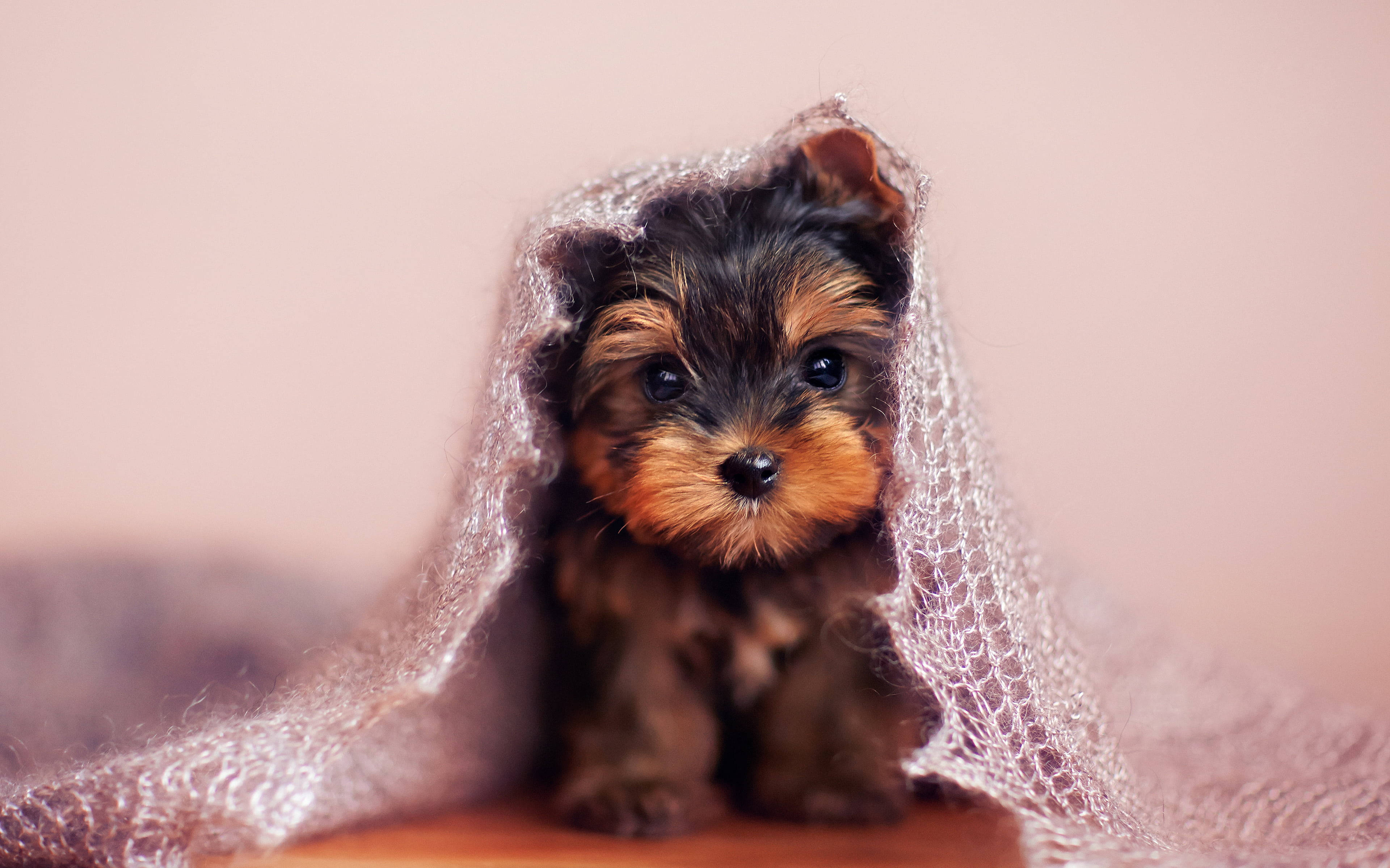 Yorkshire terrier puppy, silver mesh blanket, delicate silver mesh blanket, 4K Desktop Wallpaper