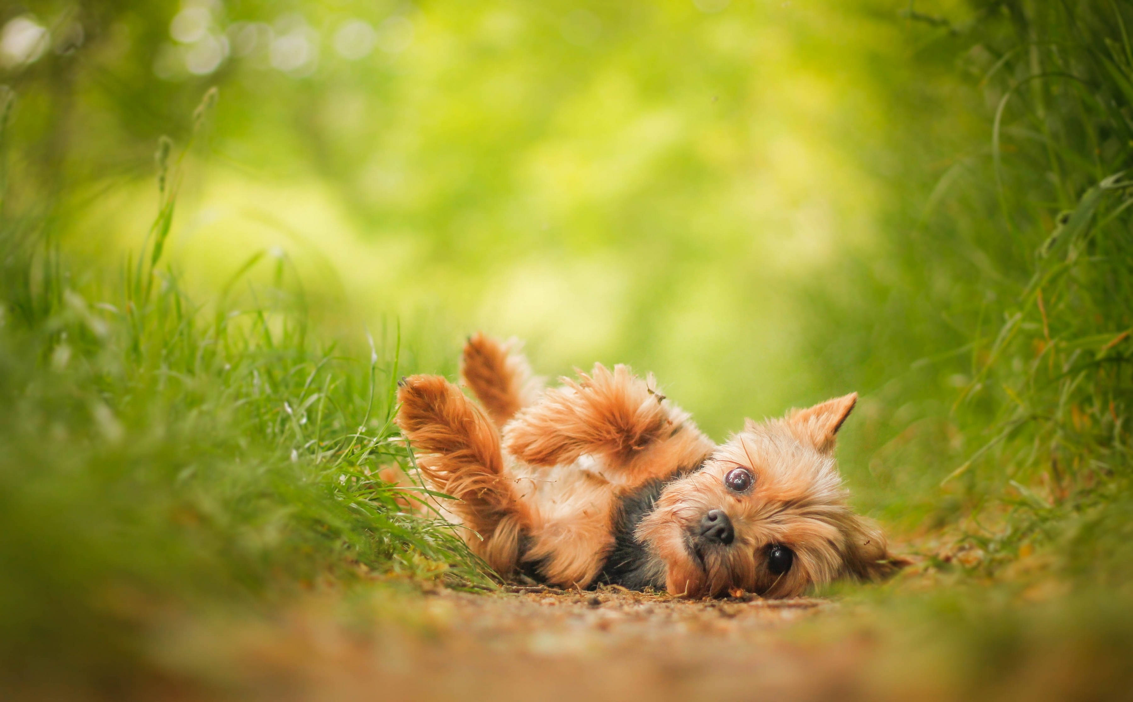 Yorkshire terrier, fluffy, vibrant green grass, 2K Desktop Wallpaper