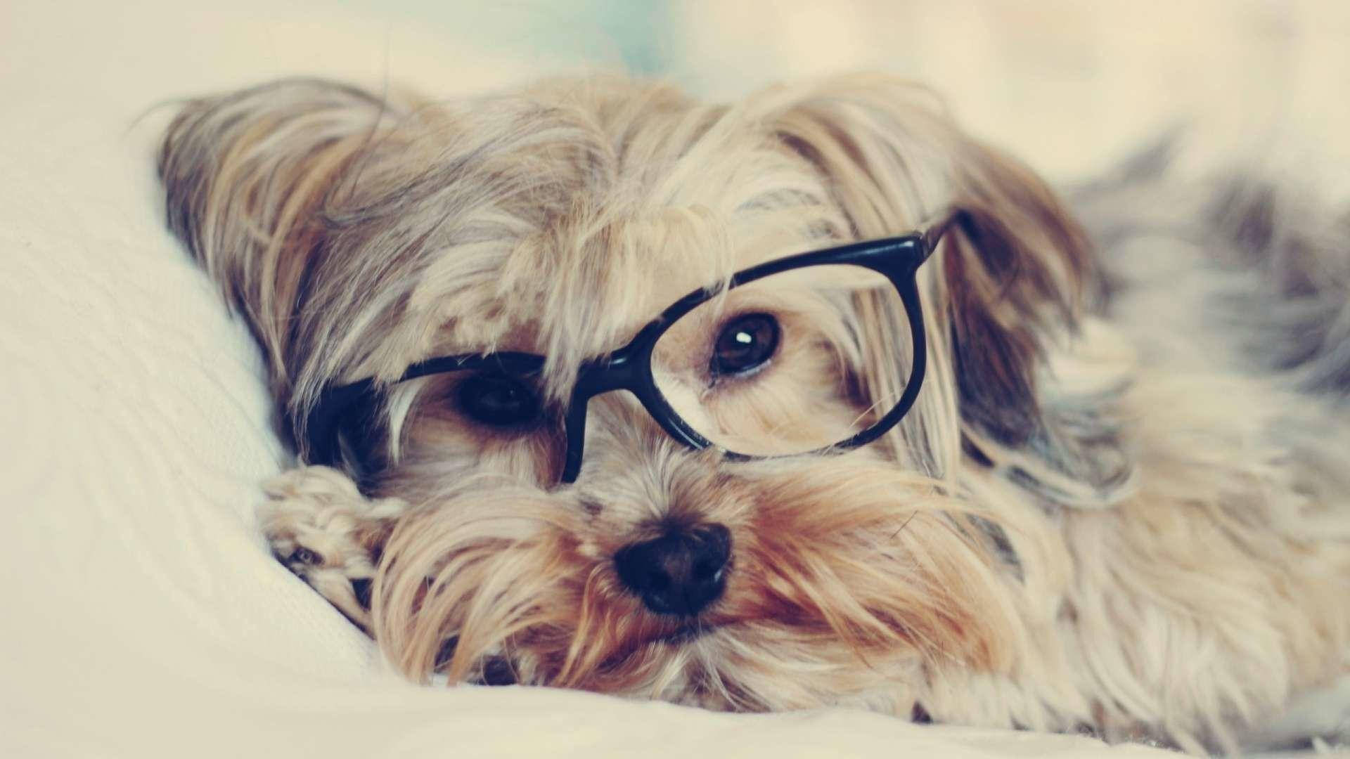 Yorkie, puppy, eyeglasses, Full HD Desktop Wallpaper