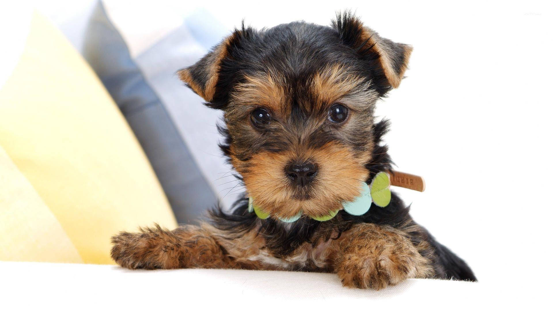 Yorkshire terrier, green bow collar, white surface, Full HD Desktop Wallpaper