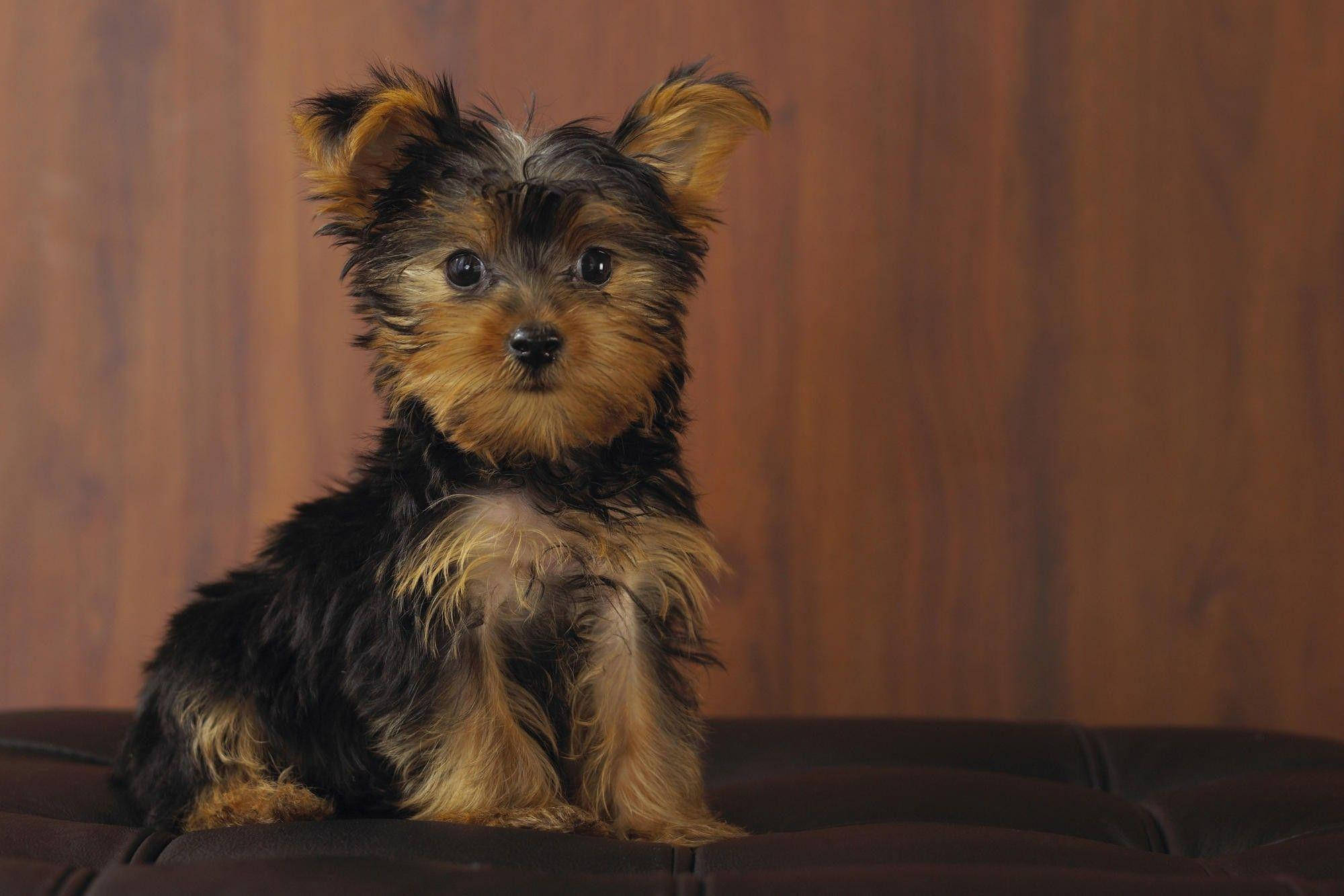 Yorkshire terrier, fluffy black and tan fur, dark cushion, Full HD Desktop Wallpaper