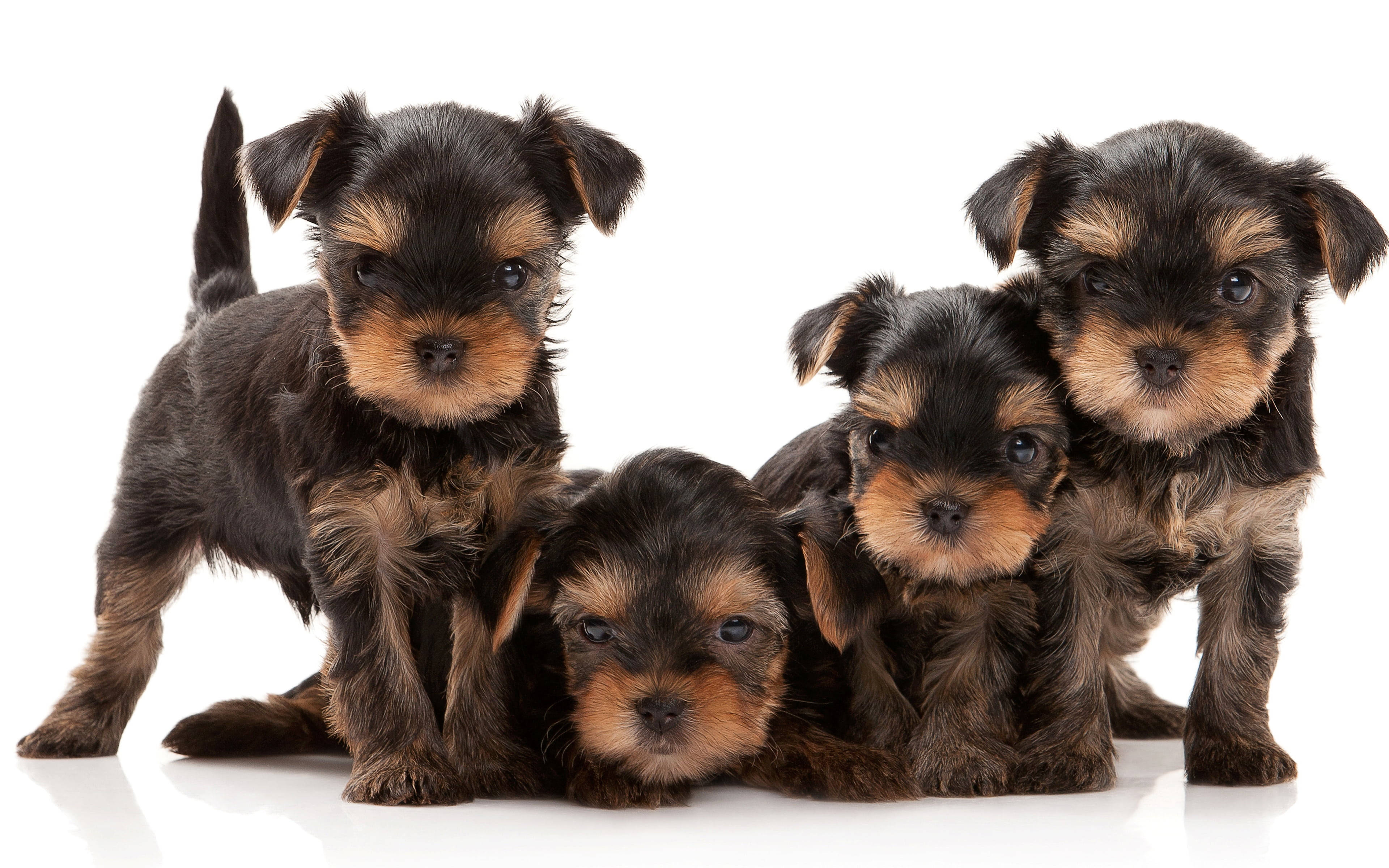 Yorkshire terrier, black and tan fur, four adorable Yorkshire terrier puppies, 4K Desktop Wallpaper