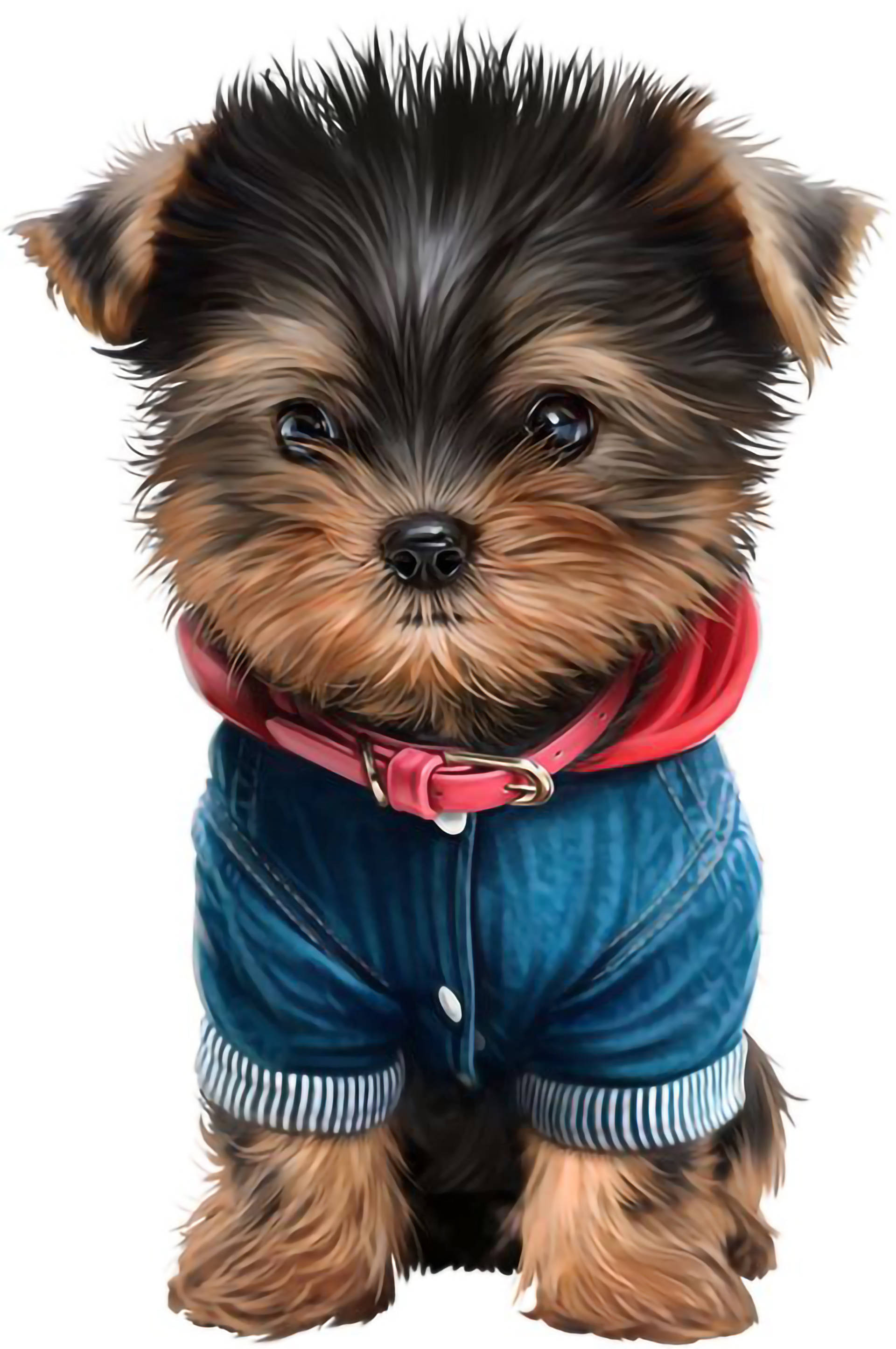 Yorkshire terrier puppy, denim overalls, red collar, 2K Phone Wallpaper