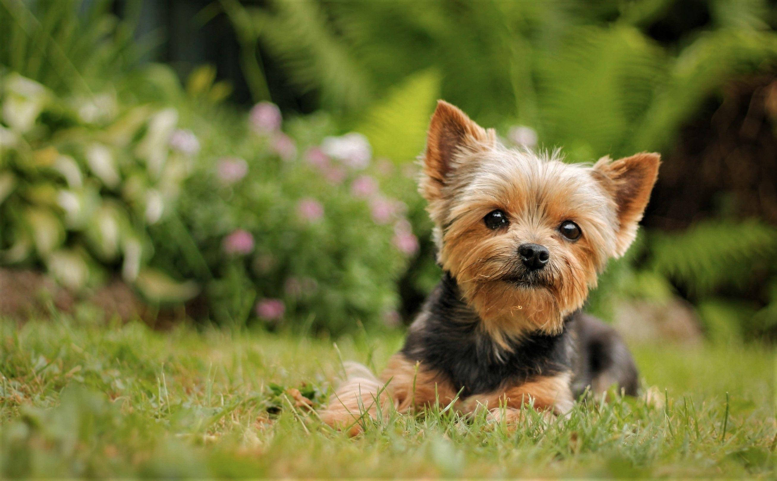Yorkshire terrier, tan and black fur, vibrant green grass, 2K Desktop Wallpaper