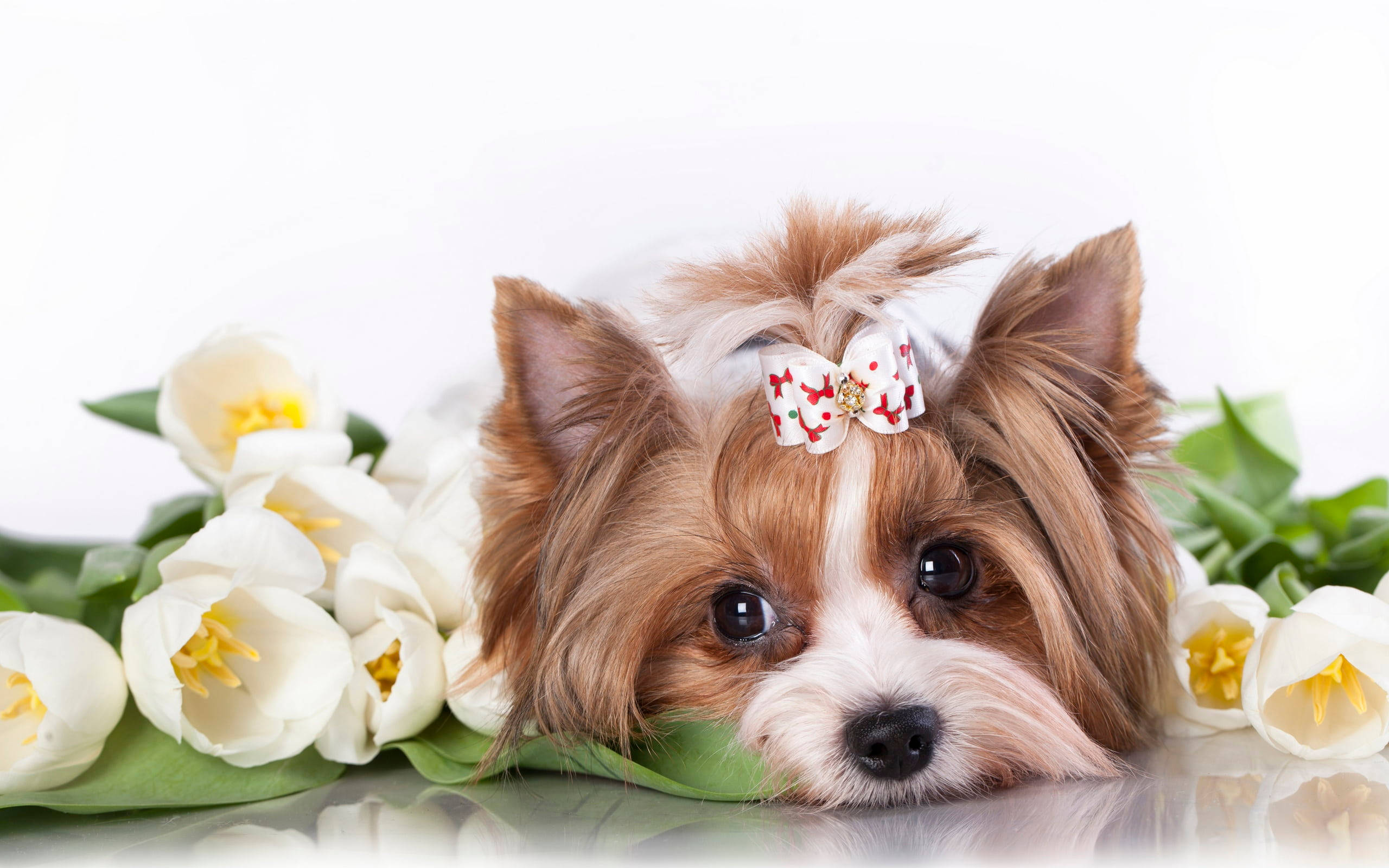 Yorkshire terrier, floral bow, white tulips, 2K Desktop Wallpaper