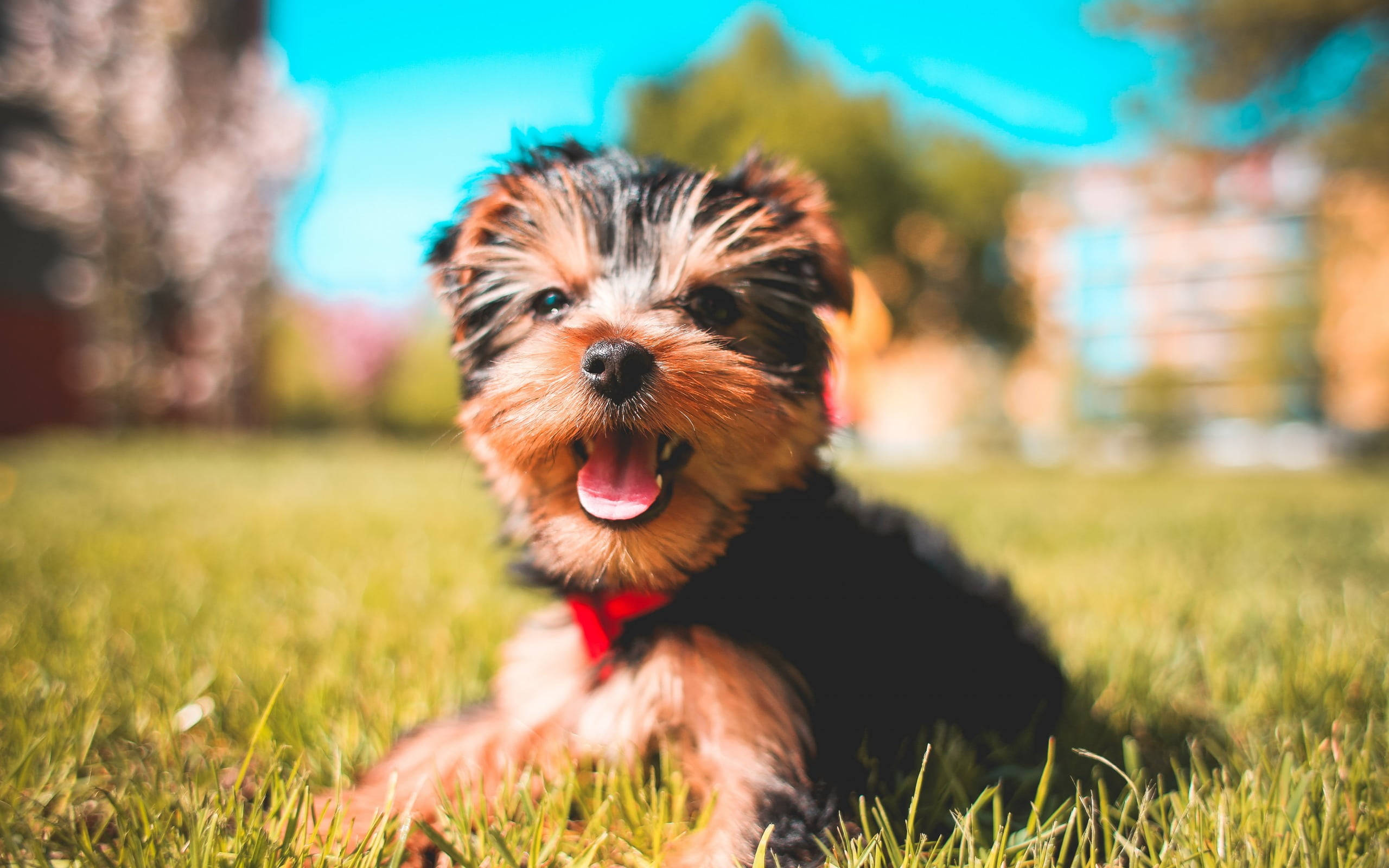 Yorkshire terrier puppy, red collar, vibrant green grass, 2K Desktop Wallpaper