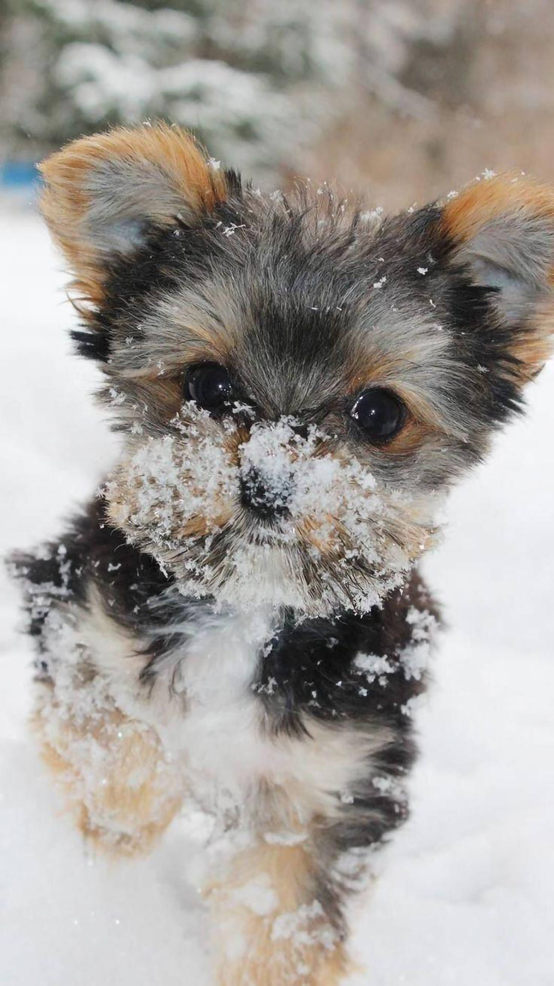 Yorkshire terrier puppy, snowflakes, snowy outdoor scene, Full HD Phone Wallpaper