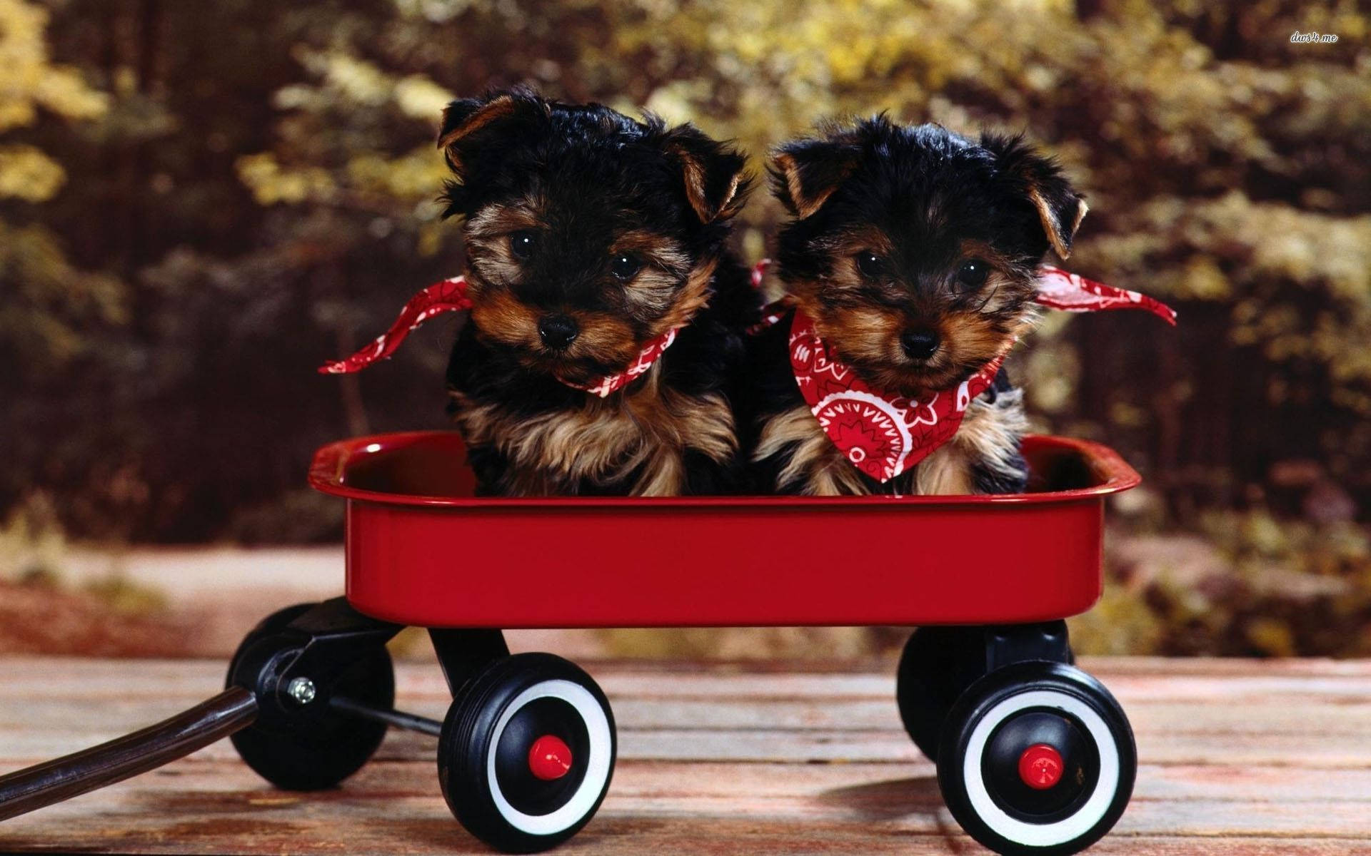 Yorkshire terrier puppies, red bandanas, bright red wagon, Full HD Desktop Wallpaper