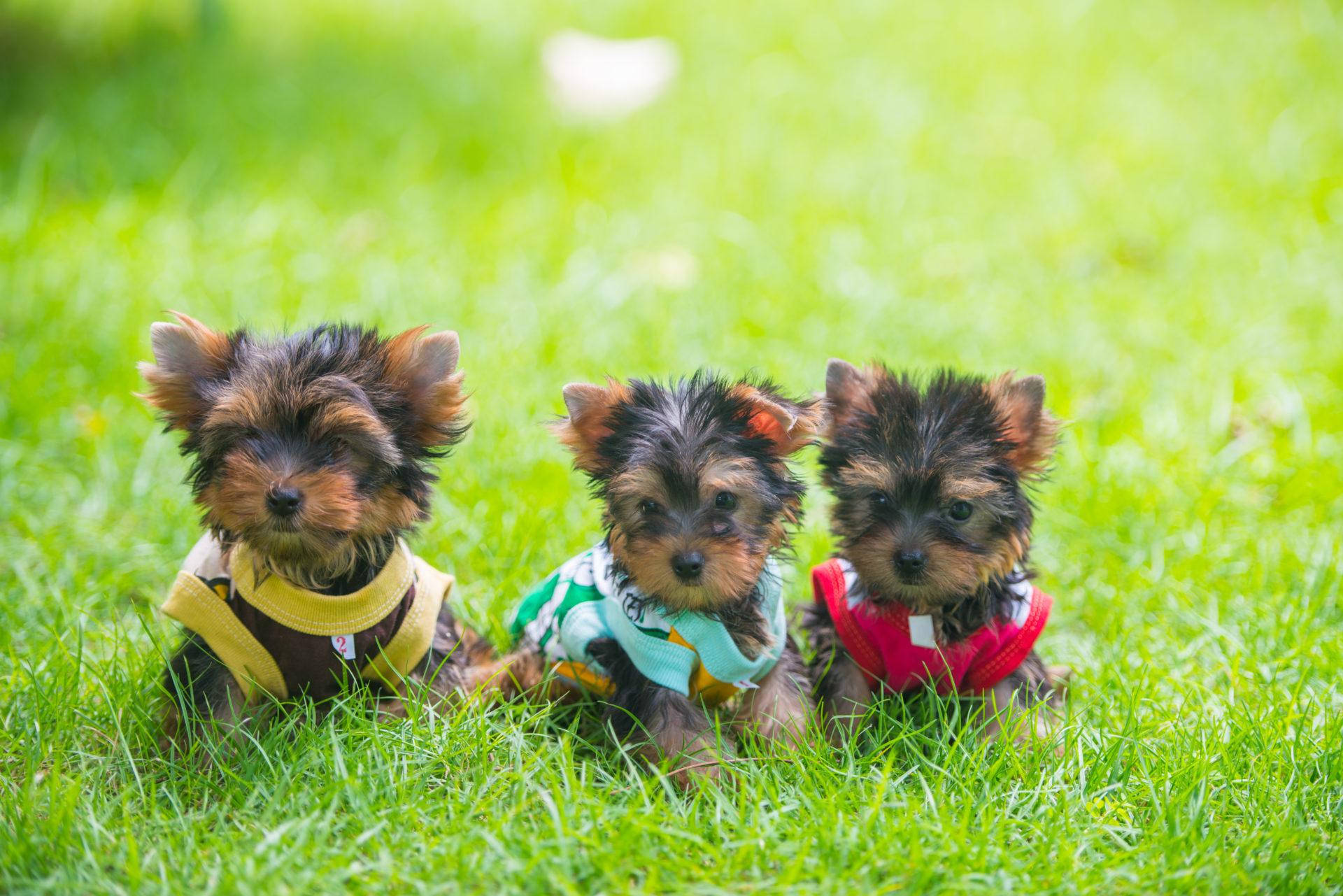 Yorkshire terrier puppies, colorful outfits, vibrant green grass, Full HD Desktop Wallpaper