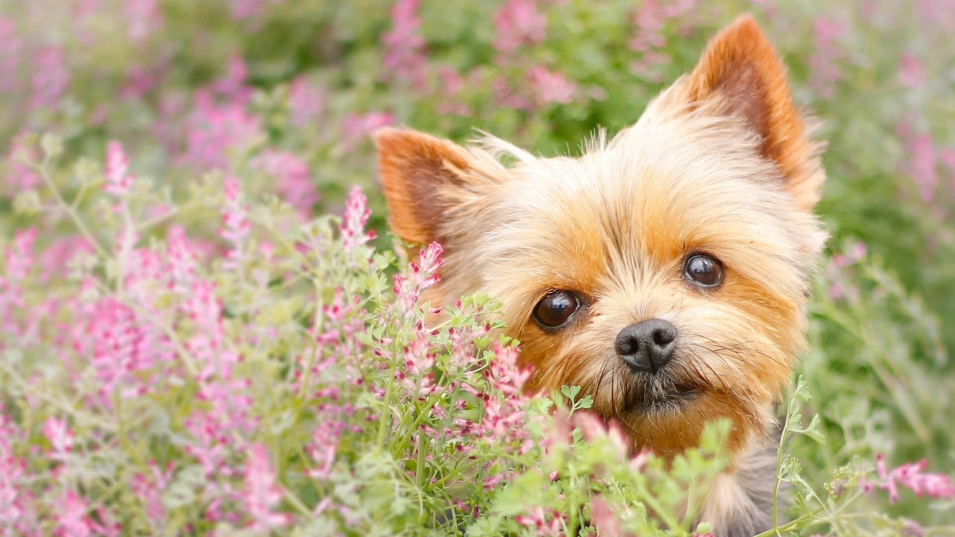 Yorkshire terrier, garden, pink flowering plants, Full HD Desktop Wallpaper