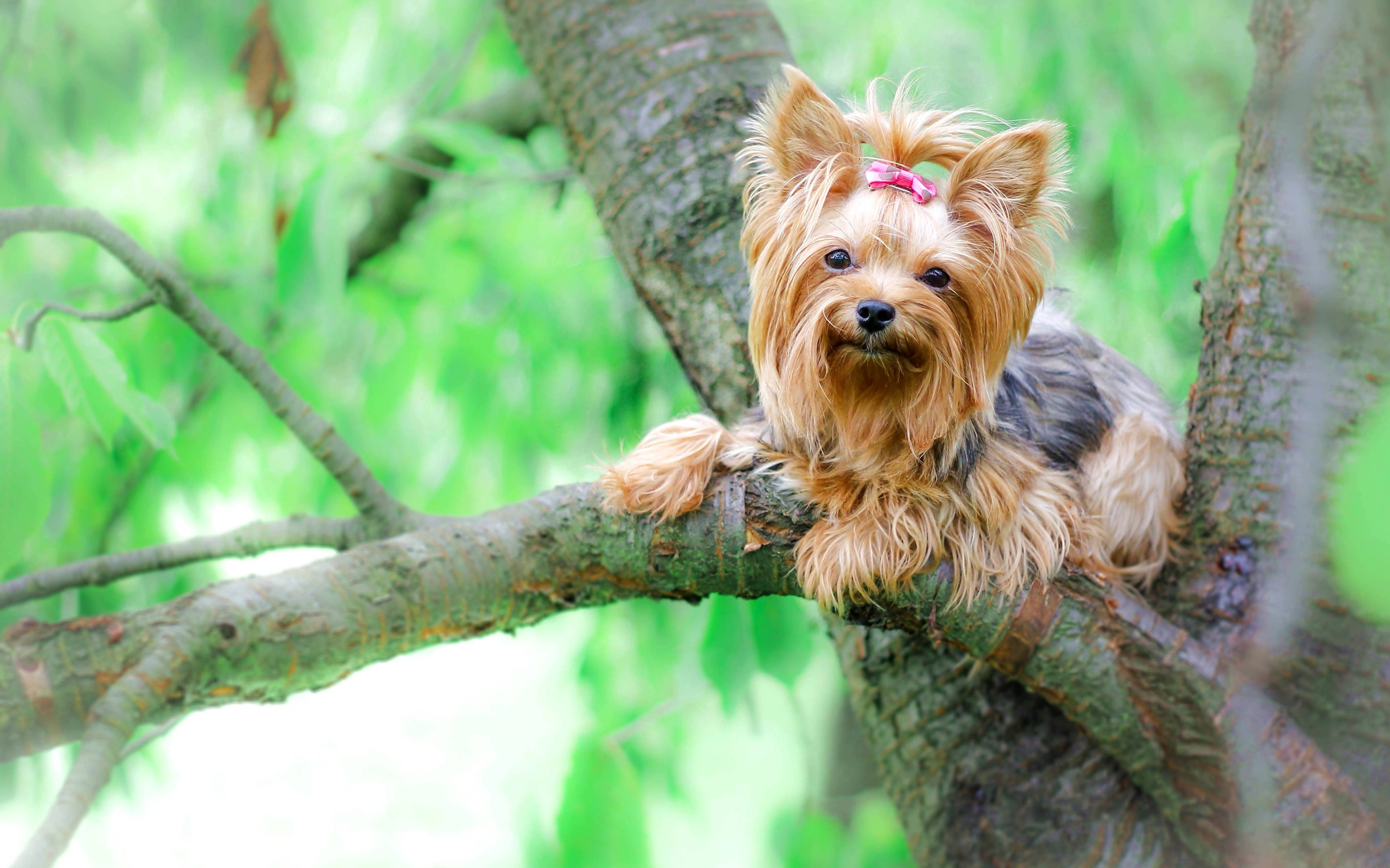 Yorkshire terrier, pink bow, tree branch, 4K Desktop Wallpaper